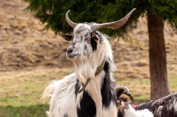 Ritratto di una capra sul campo — Foto Stock