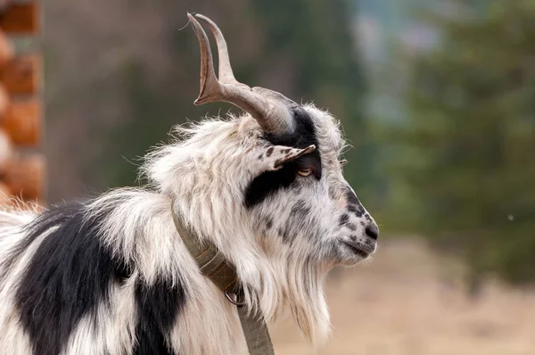 Портрет козы на поле — стоковое фото
