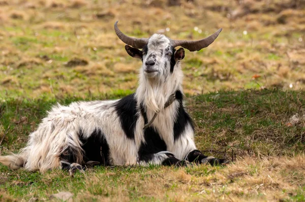 Vista su una capra sdraiata sul campo — Foto Stock