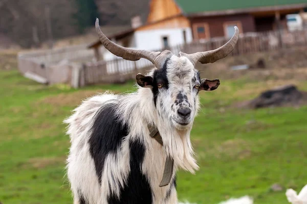 Melihat kambing berdiri di lapangan. — Stok Foto