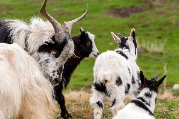 Vista em um rebanho de cabra em pé nos campos — Fotografia de Stock