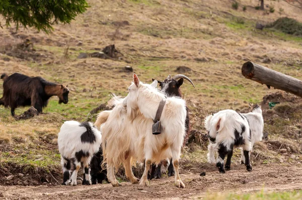 Visa på en get flock stående på fälten — Stockfoto
