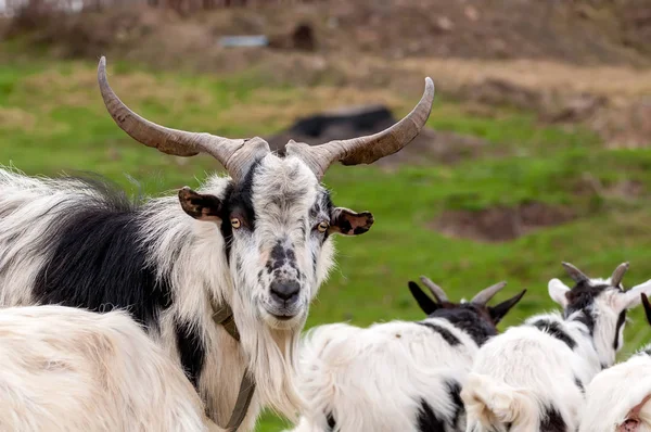 Вид на стадо коз, стоящее на полях — стоковое фото