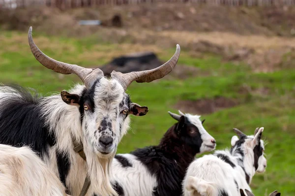 Vista su un gregge di capre in piedi sui campi — Foto Stock