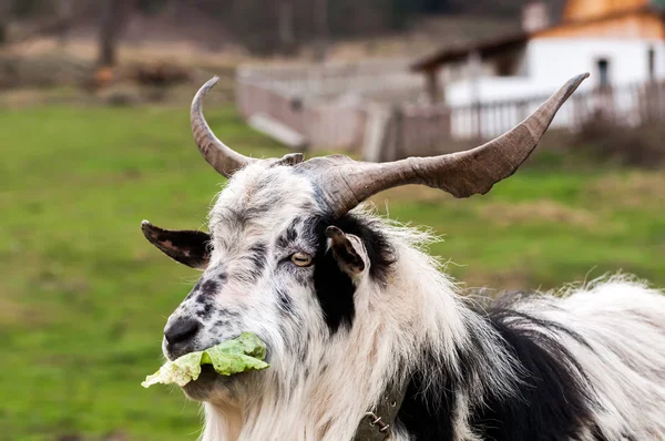 Una cabra parada en el campo y comiendo una lechuga — Foto de Stock