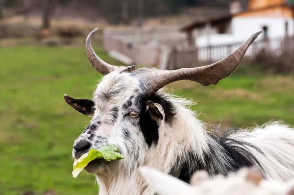 Seekor kambing berdiri di lapangan dan makan selada — Stok Foto