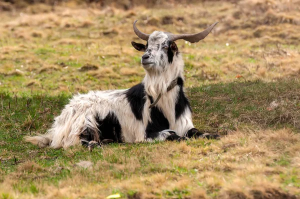 Vista su una capra sdraiata sul campo — Foto Stock