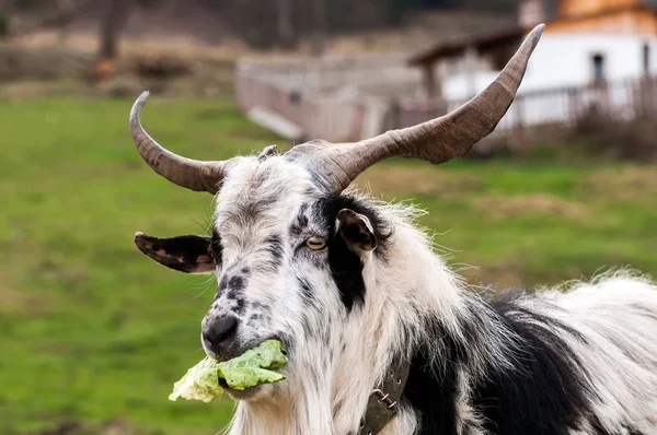 Коза стоит на поле и ест салат. — стоковое фото