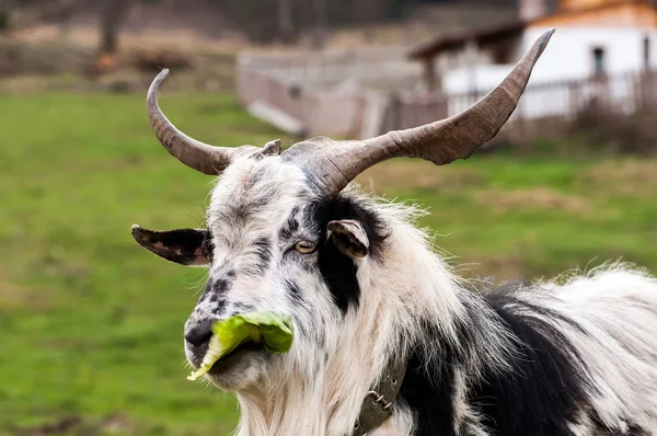 Uma cabra em pé no campo a comer uma alface — Fotografia de Stock