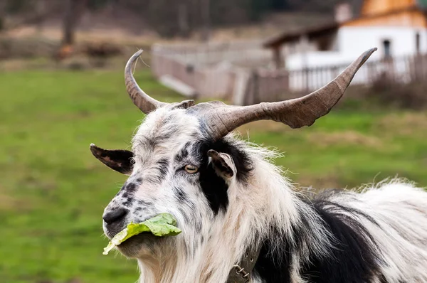 Une chèvre debout sur le terrain et mangeant une laitue — Photo