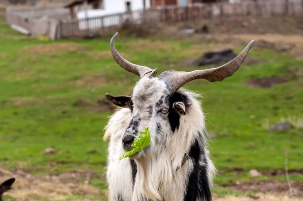 Seekor kambing berdiri di lapangan dan makan selada — Stok Foto