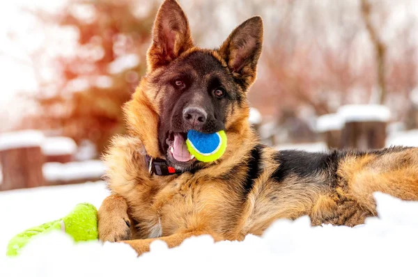 Egy német juhász kiskutya, játszik egy labdát téli — Stock Fotó