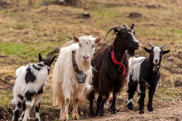 Visa på en get flock stående på fälten — Stockfoto