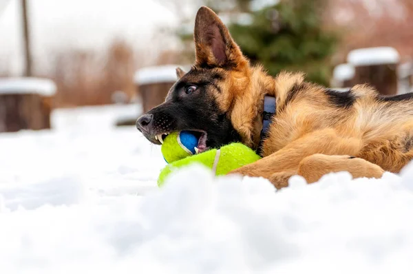 Německý ovčák štěně pes hraje s míčem na zimní — Stock fotografie