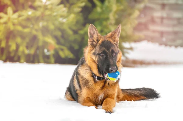 Un cane pastore tedesco cucciolo che gioca con una palla in inverno — Foto Stock