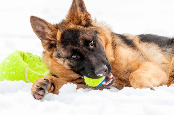 Un cane pastore tedesco cucciolo che gioca con una palla in inverno — Foto Stock