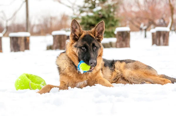 Un cane pastore tedesco cucciolo che gioca con una palla in inverno — Foto Stock