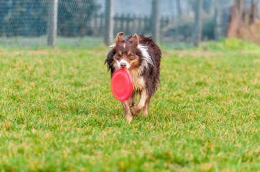Bir sınır collie köpek frizbi ile oynarken