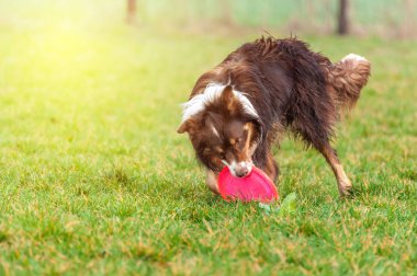 Bir sınır collie köpek frizbi ile oynarken