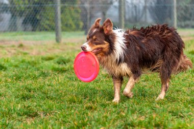 Bir sınır collie köpek frizbi ile oynarken