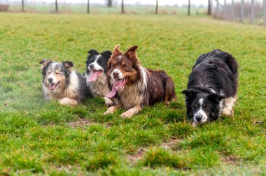 Bir grup sınır collie alanında yalan