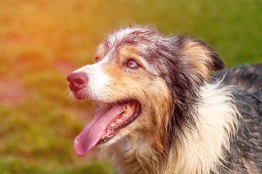 Bir çoban köpeğinin portresi