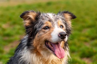 Bir çoban köpeğinin portresi