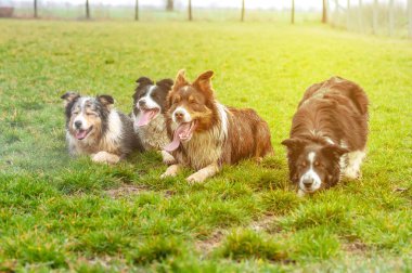 Bir grup sınır collie alanında yalan