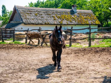 Bahçede bir at görünümü