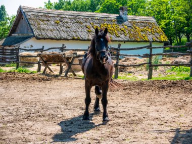 Bahçede bir at görünümü