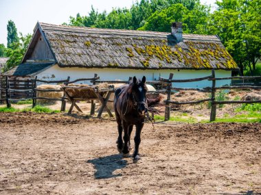 Bahçede bir at görünümü