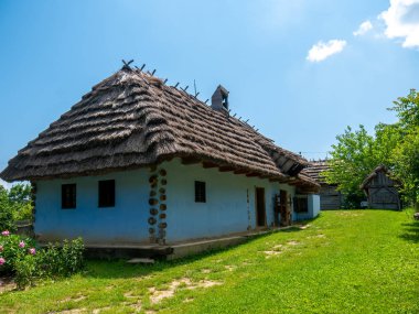 Bahçede bir at görünümü