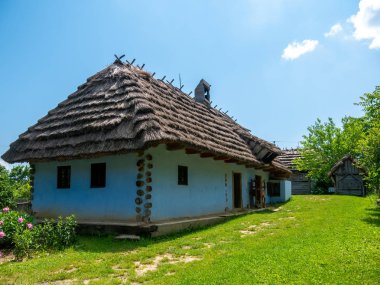 Bahçede bir at görünümü