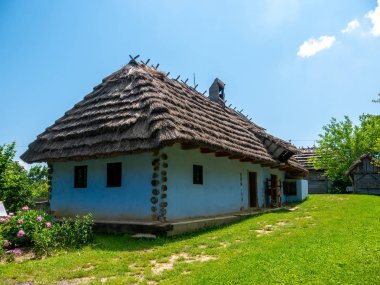 Bahçede bir at görünümü