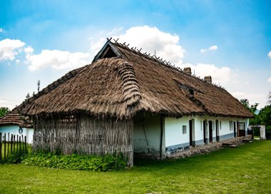 Bahçede bir at görünümü