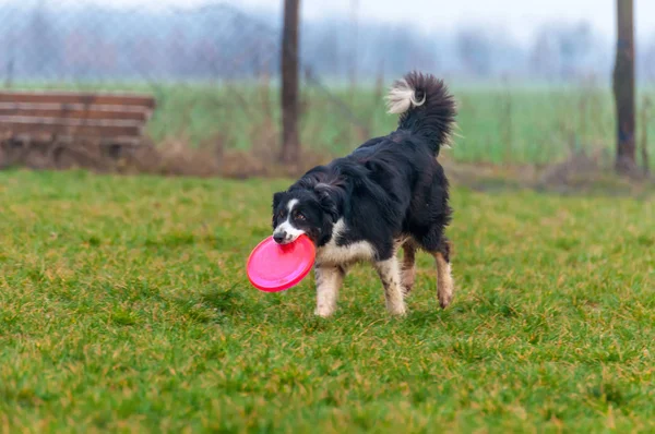 Seekor anjing perbatasan collie bermain dengan frisbee — Stok Foto