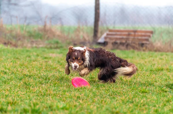 Seekor anjing perbatasan collie bermain dengan frisbee — Stok Foto