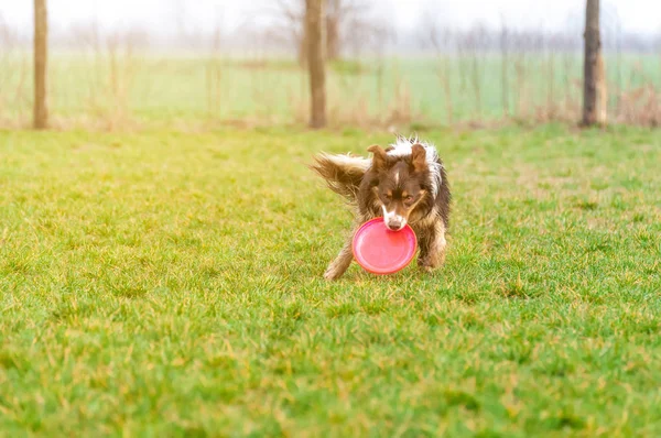 Seekor anjing perbatasan collie bermain dengan frisbee — Stok Foto