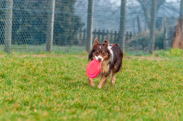 Seekor anjing perbatasan collie bermain dengan frisbee — Stok Foto