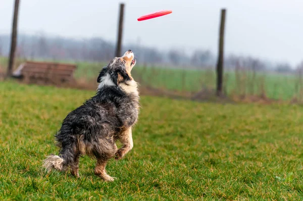 フリスビーで遊ぶボーダーコリー犬 — ストック写真
