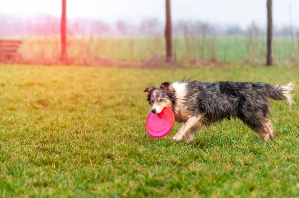 Seekor anjing perbatasan collie bermain dengan frisbee — Stok Foto