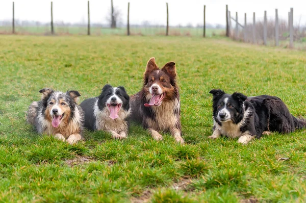 Um grupo de collie de fronteira deitado no campo — Fotografia de Stock