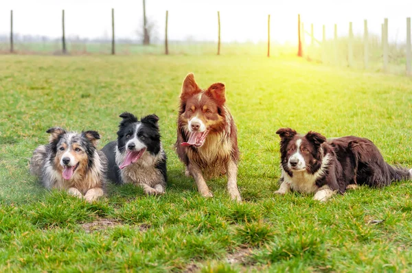 A group of border collie lying on the field — Stock Photo, Image