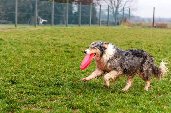 Bir sınır collie köpek frizbi ile oynarken — Stok fotoğraf