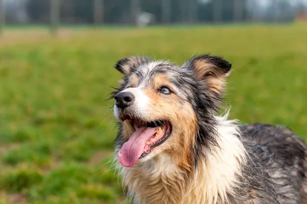 Bir çoban köpeğinin portresi — Stok fotoğraf