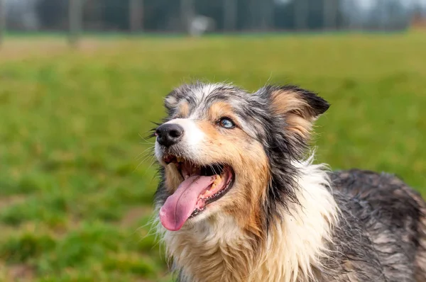 Bir çoban köpeğinin portresi — Stok fotoğraf