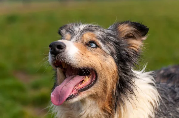 Bir çoban köpeğinin portresi — Stok fotoğraf