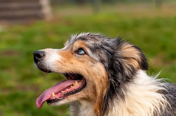 Bir çoban köpeğinin portresi — Stok fotoğraf