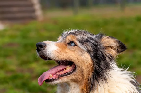 Porträt eines Border Collie Hundes — Stockfoto