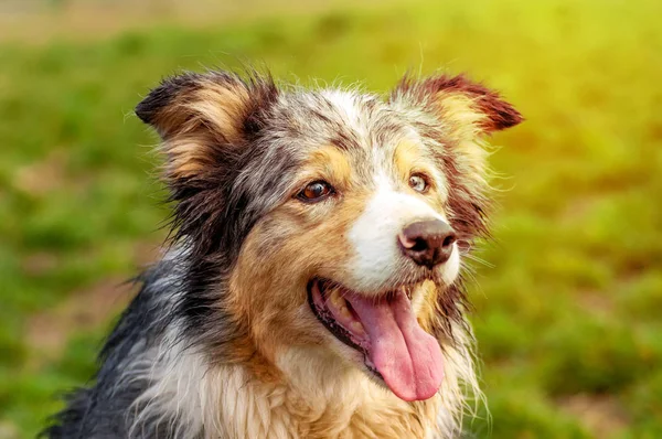 Határmenti collie dog portréja — Stock Fotó